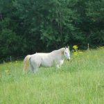 Je panse, nettoie le box et longe votre cheval