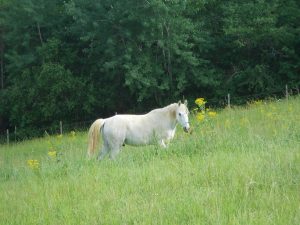 Je panse, nettoie le box et longe votre cheval