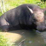 Je m'occupe de vos animaux de la ferme près de Montauban