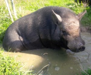 Je m'occupe de vos animaux de la ferme près de Montauban