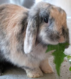 Je garde votre lapin près de Montauban