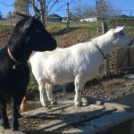 Je m'occupe de vos animaux de la ferme près de Montauban