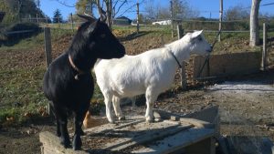 Je m'occupe de vos animaux de la ferme près de Montauban