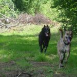 Je garde vos chiens et les emmènent se promener aux alentours de Montauban