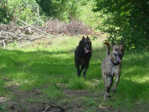 Je garde vos chiens et les emmènent se promener aux alentours de Montauban